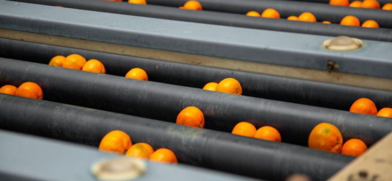 Türkiye, 1 ayda 110 milyon dolarlık mandalina ihraç etti