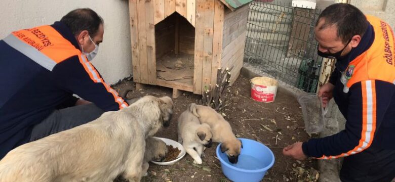 Gölbaşı Belediyesi Temizlik İşleri Müdürlüğü Yavru Köpeklere Sahip Çıktı…