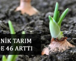 Organik Tarım %46 arttı