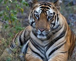 Taru’nun Kaplan Kraliçesi National Geographic WILD Ekranlarında