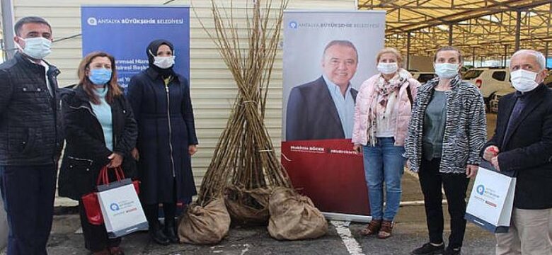 Gazipaşalı kadın girişimcilere dut fidanı desteği