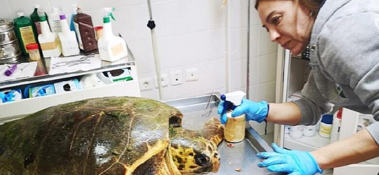 Güzelbahçe’de bulunan deniz kaplumbağasının tedavisi Sasalı’da sürüyor