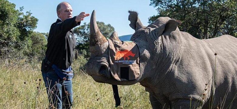 Afrika’nın Gergedanları Nükleer Bilimi Sayesinde Koruma Altına Alınacak