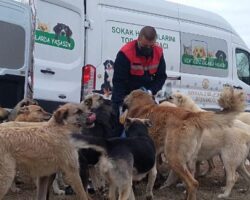 Tüpraş, Sokak Hayvanlarının Yiyecek İhtiyacı için Desteğini Sürdürüyor