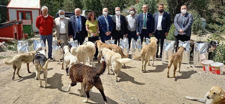 CHP, Sokak Hayvanlarının Sorunlarını Gündeme Getirdi