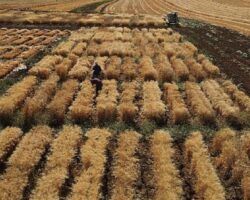 Harran Üniversitesi’nde Kuraklığa Dayanıklı Makarnalık Buğday Çeşit Geliştirme Çalışmaları Devam Ediyor