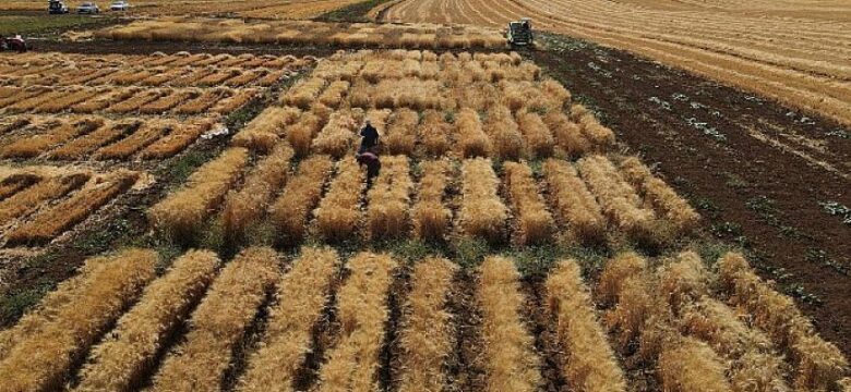 Harran Üniversitesi’nde Kuraklığa Dayanıklı Makarnalık Buğday Çeşit Geliştirme Çalışmaları Devam Ediyor