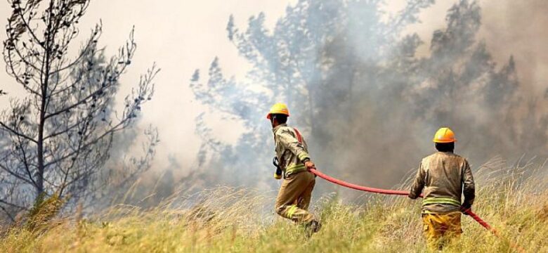 OGM her yıl 300 milyon yeni fidan dikiyor