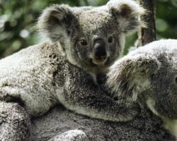 Vahşi Avustralya: Hayatta Kalma Savaşı National Geographic WILD Ekranlarında