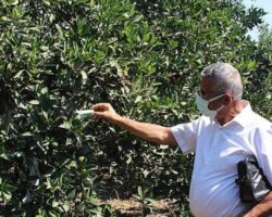 Antalya Büyükşehir Belediyesi’nden Kumlucalı üreticilere faydalı böcek