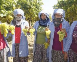 Diyabet hastalarının gözdesi erkenci Superior Seedless Çeşidi Sofralık Üzüm ihracat yolcusu