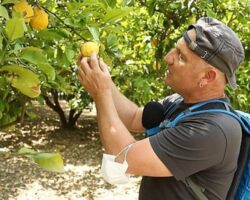 Fairy’den Çeşme Limonu’na Destek