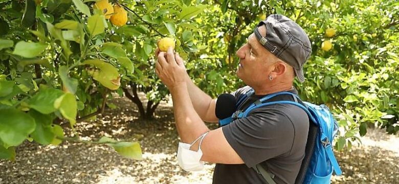 Fairy’den Çeşme Limonu’na Destek