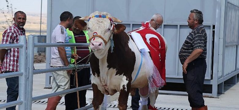 Kurbanlıklar Podyumda Boy Gösterdi…