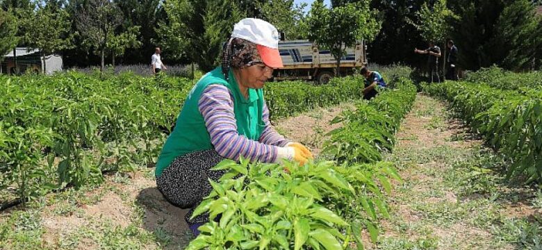 Ata Tohumları İhtiyaç Sahiplerinin Sofralarında