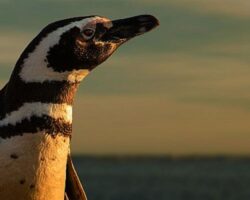 Eylül Ayında İlham Verici İçerikler BBC Earth Ekranlarında!