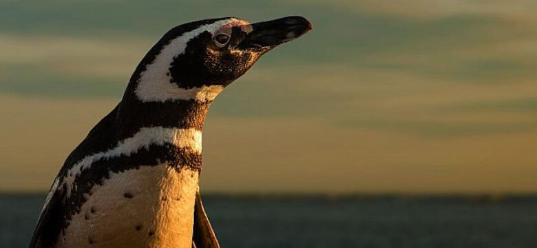 Eylül Ayında İlham Verici İçerikler BBC Earth Ekranlarında!