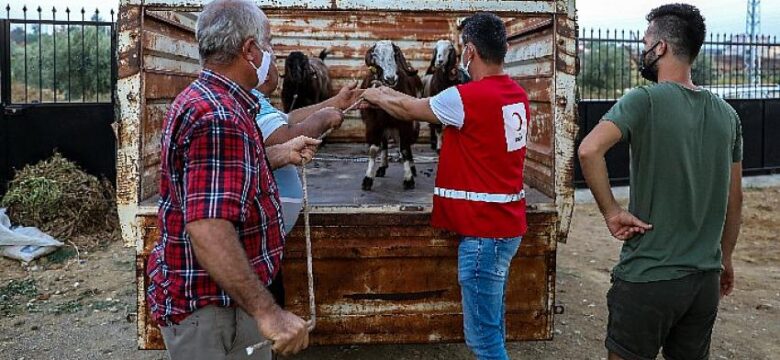 Kızılay’dan Manavgat’a küçükbaş hayvan yardımı