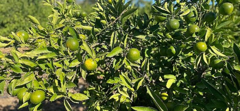 Mandalinalar ihtiyaç sahipleri için hasat edildi