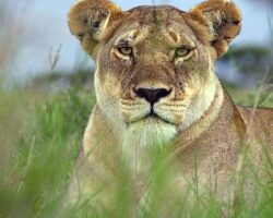 Serengeti’nin Destansı Keşfi İkinci Bölümüyle BBC Earth’te