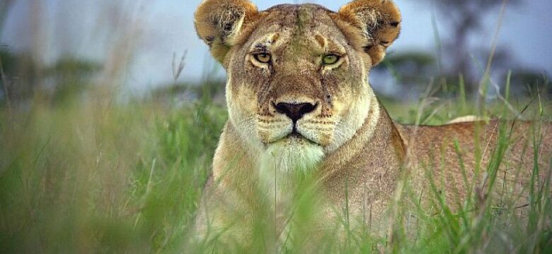 Serengeti’nin Destansı Keşfi İkinci Bölümüyle BBC Earth’te