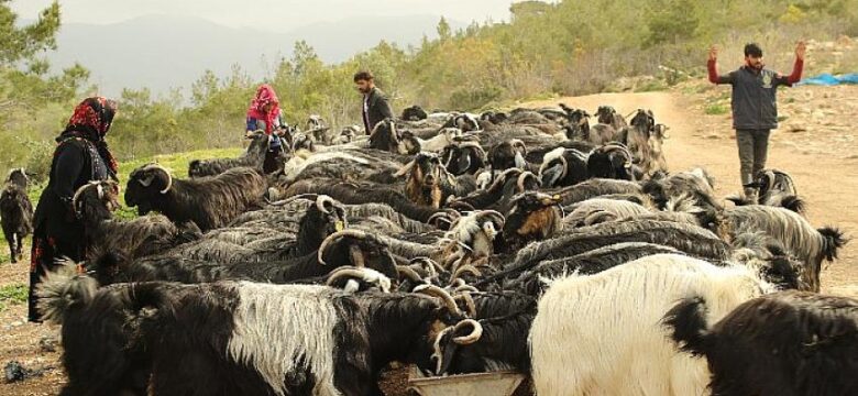 Tüm et ve süt ürünleri aynı değil: İklim krizi ve hayvancılık