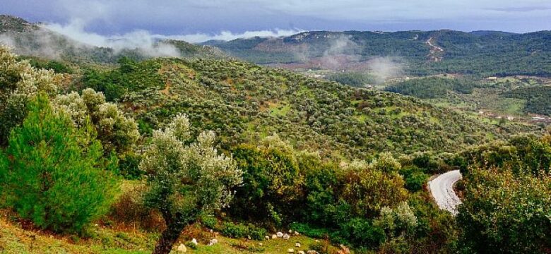 Zeytin ağaçları davayı kazandı