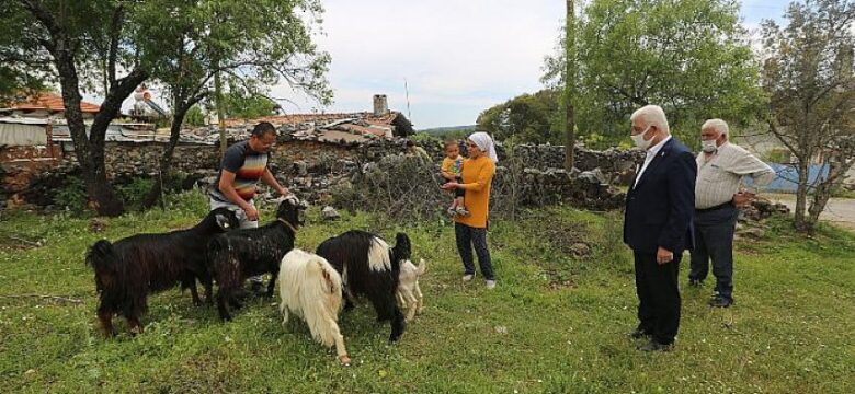 Büyükşehir, Kıl Keçisi Desteğine Başvurular Devam Ediyor