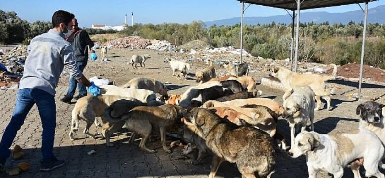 Edremit Belediyesi Sokak Hayvanlarını Unutmuyor