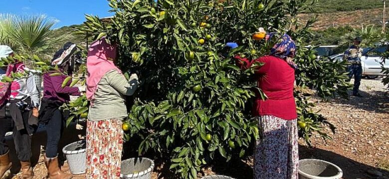 Satsuma mandalinanın ihracat yolculuğu 27 Ekim’de başlıyor