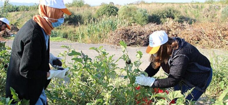 Tarlada kalan patlıcanlar gönüllüler tarafından hasat edildi ihtiyaç sahiplerinin sofralarını süsledi