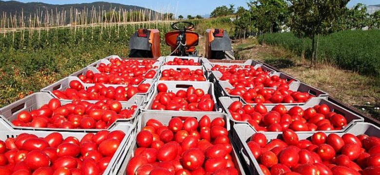 Organik sektöründen, “Okullarda organik dersi konulsun” çağrısı