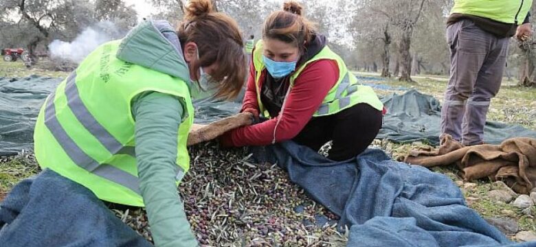 Edremit Belediyesi Zeytinleri Hasat Ediliyor