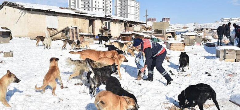 Ankara Büyükşehir Sokak Hayvanları İçin Mama Üretimine Başladı