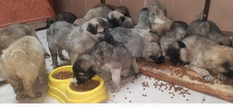 Erzurum Büyükşehir Belediyesi Donmak Üzere Olan 63 Yavru Köpeği Son Anda Ölümden Kurtardı