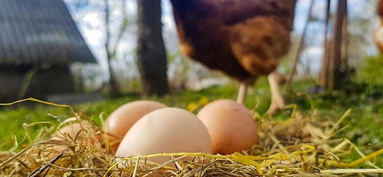 Migros, Ordu’da Yumurta Üssü Kurdu