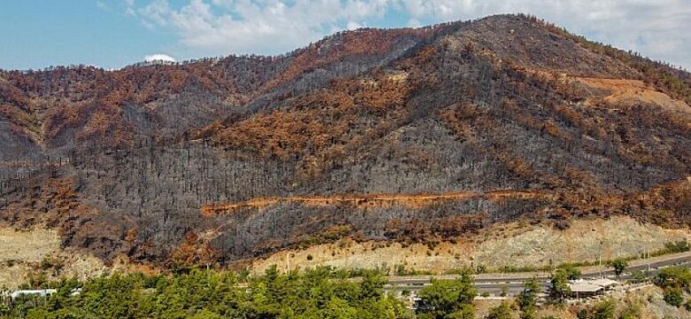 TEMA Vakfı 2021’in Çevre Olaylarını Değerlendirdi