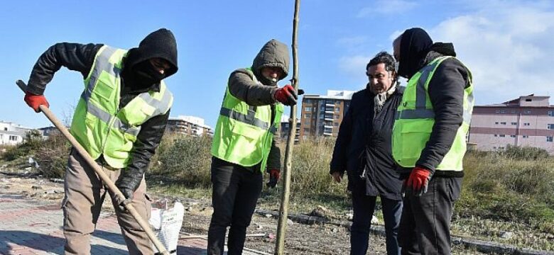 Aliağa’yı Pavlonya Ağaçları Süsleyecek