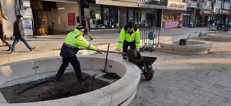 Asırlık çınarlara yenileri ekleniyor