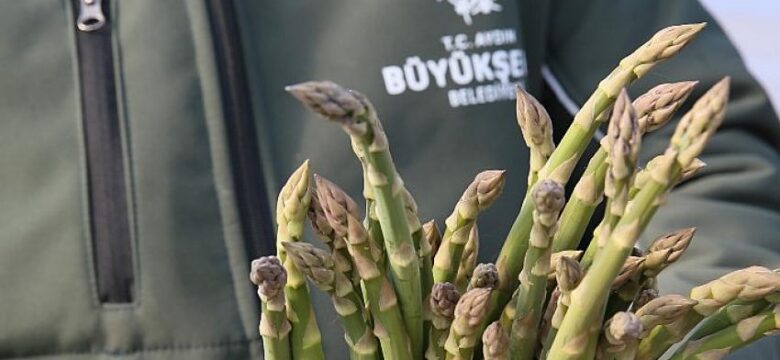 Aydın Büyükşehir Belediyesi’nin Çiftçi Merkezi’ndeki Kuşkonmazlardan Erkenci Hasat Yapıldı