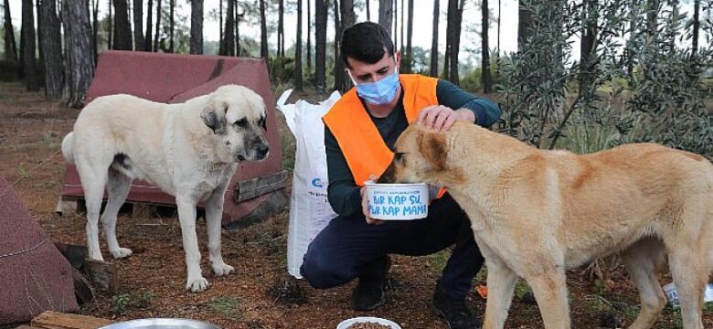 Büyükşehir ormanlık alanda bulunan hayvanları besledi