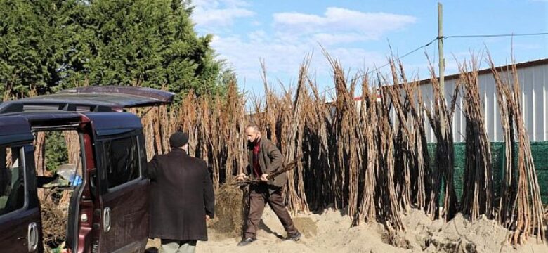 Büyükşehir’in yüzde 50 hibeli fidan dağıtımı başladı