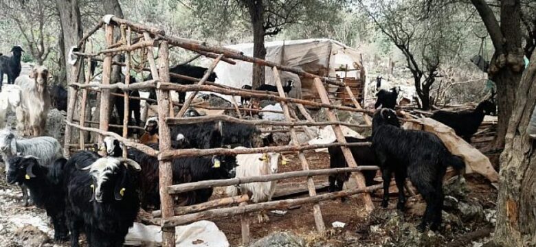 Konyaaltı’nda doludan zarar gören  hayvancılara Büyükşehir’den yardım