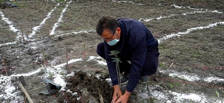 Mustafakemalpaşa aromatik bitkiler cenneti oluyor