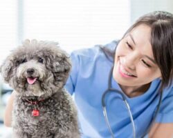 Royal Canin Türkiye, geleceğin kadın veteriner hekimlerine STEM destekli yetkinlikler kazandırıyor