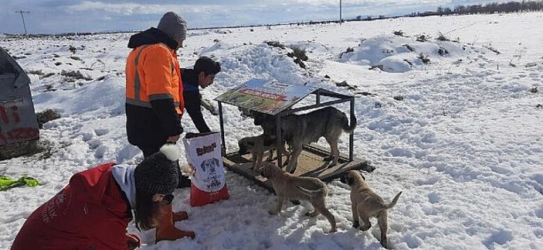 Sahipsiz Sokak Hayvanları Beslenmeye Devam Ediyor