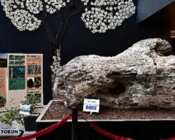 Türkiye’nin en büyük fosil ağacı Beylikdüzü’nde