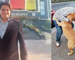 AK Partili İnce’den sokak köpekleri çıkışı