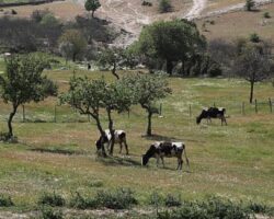 Aydın Büyükşehir Belediyesi Kurak Toprakları Hayata Döndürdü