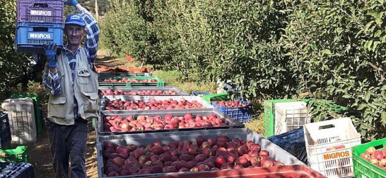 Migros Yerel Üreticilerden 12 Bin Ton Elma Alacak